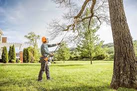 Best Tree Disease Treatment  in East Lansing, MI