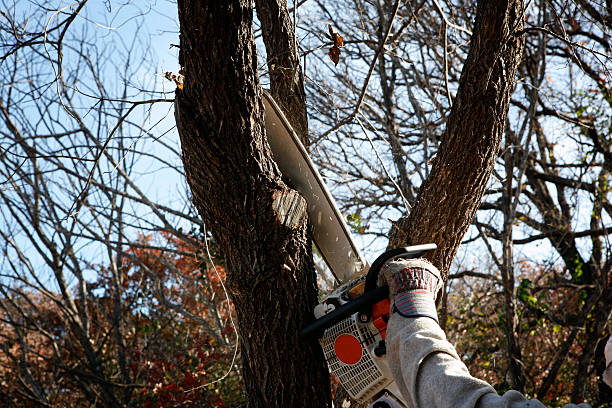 How Our Tree Care Process Works  in  East Lansing, MI